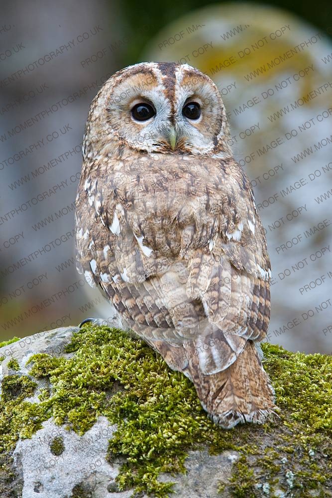 Brown Owl
