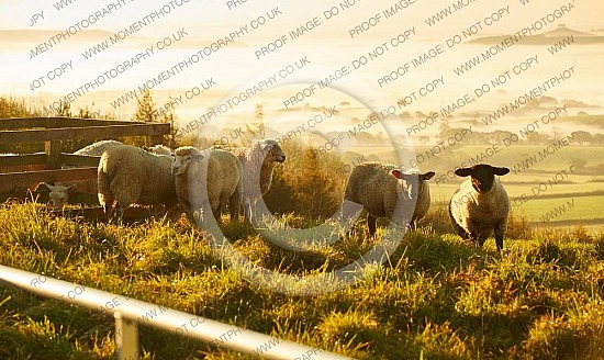 Pilsdon Pen sheep at sunrise