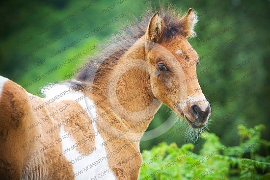 Quantock Hills Somerset foal