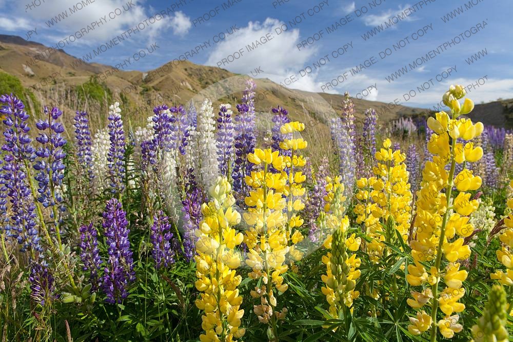 New Zealand flora