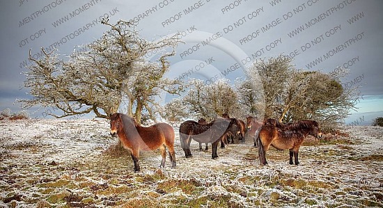 Ponies on Cothelstone Hill Somerset