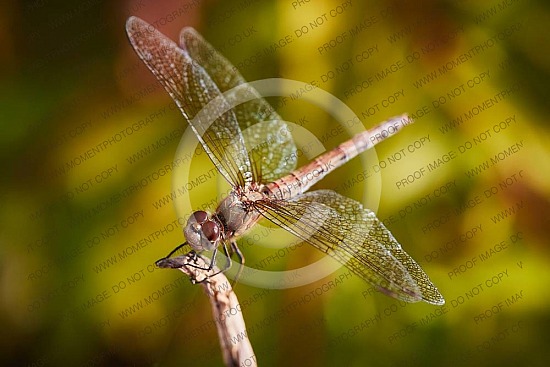 Large Dragonfly