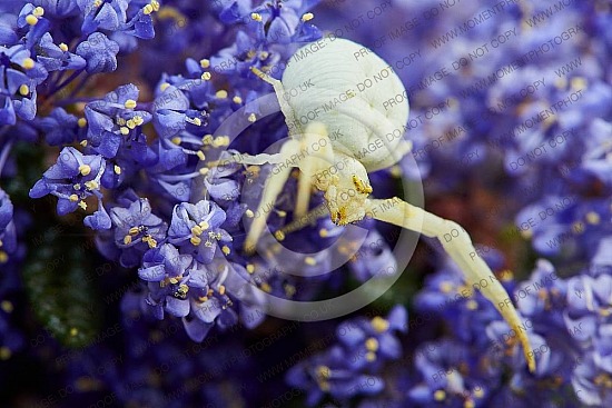 Golden Rod Crab Spider