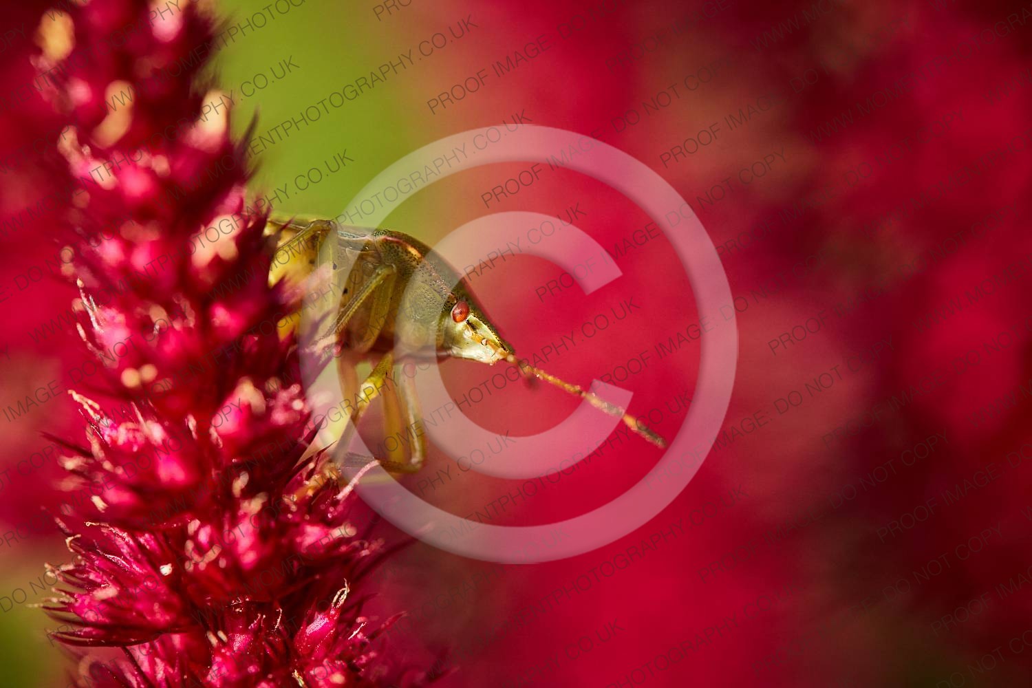 2020, autumn, bloom, bridgwater photographer, bug, chard, closeup, date, daytime, england, environment, fauna, flora, floral, flower, garden, green, green shield bug, insect, insects, macro, moment photography, natural, nature, outdoor, outside, pentatomidae, pest, places, red, september, shield, shield bug, somerset, somerset photographer, somerset photography, south west, south west england, stink, stink bug, summer, sunday, sunny, united kingdom, wildlife, wildlife conservation, zoology