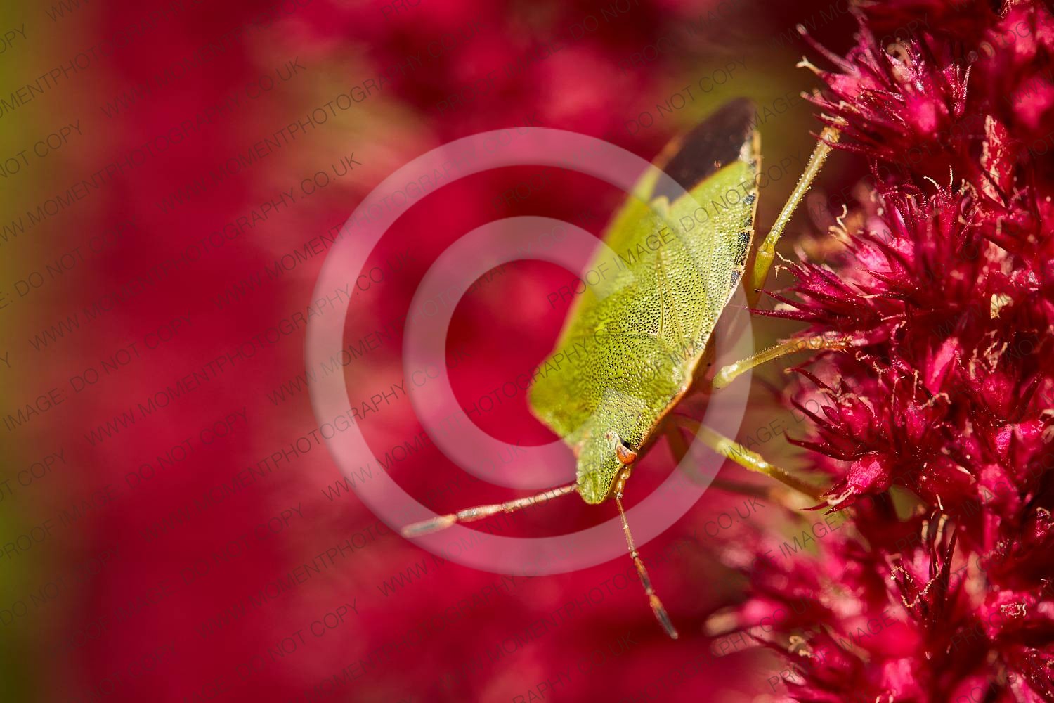 2020, autumn, bloom, bridgwater photographer, bug, chard, closeup, date, daytime, england, environment, fauna, flora, floral, flower, garden, green, green shield bug, insect, insects, macro, moment photography, natural, nature, outdoor, outside, pentatomidae, pest, places, red, september, shield, shield bug, somerset, somerset photographer, somerset photography, south west, south west england, stink, stink bug, summer, sunday, sunny, united kingdom, wildlife, wildlife conservation, zoology